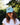 PNW Salmon Vintage Dad Hat