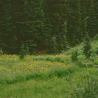 Film photo of Catcle Crest trail at Crater Lake