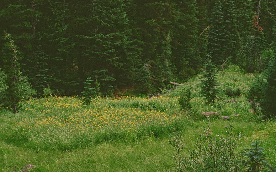 Film photo of Catcle Crest trail at Crater Lake