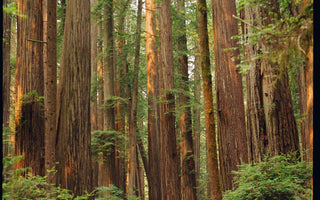 Cluster of redwood trees along the Boy Scout Tree Trail in the Jedediah Smith Redwood State Park